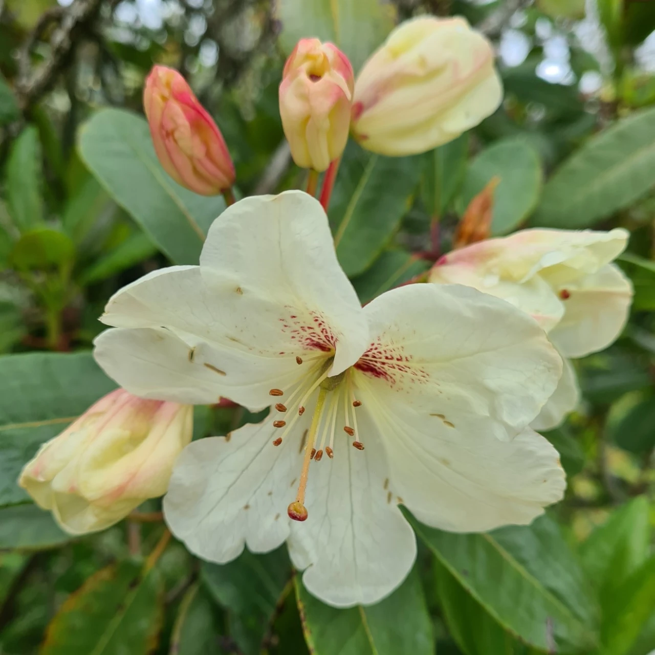 'Lackamas Cream'